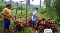 Palm Oil Magazine