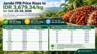 Jambi FFB Price Rises to IDR 3,679.34/kg for Oct. 23–29, 2026 Palm Oil Magazine
