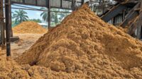 Palm Biomass’s Big Promise Faces Its Real Test on the Ground Palm Oil Magazine