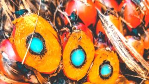 Palm Oil Magazine