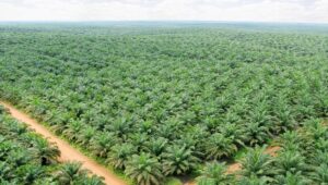 Palm Oil Magazine
