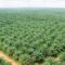 Palm Oil Magazine