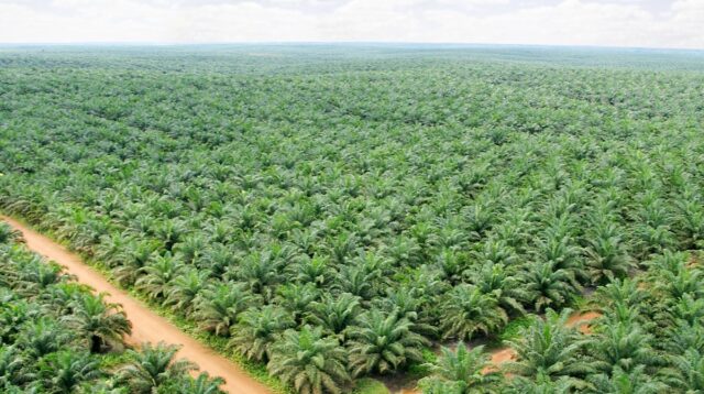 Palm Oil Magazine