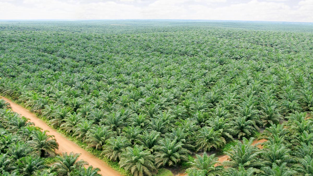 Indonesia Agrarian Reform Law Raises Land Risk for Malaysian Palm Oil Companies Palm Oil Magazine