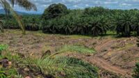 Indonesia’s Smallholder Replanting Program Reaches 428,000 Hectares in a Decade as GAPKI Flags Administrative Hurdles Palm Oil Magazine