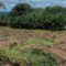 Palm Oil Magazine