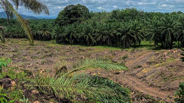 Palm Oil Magazine