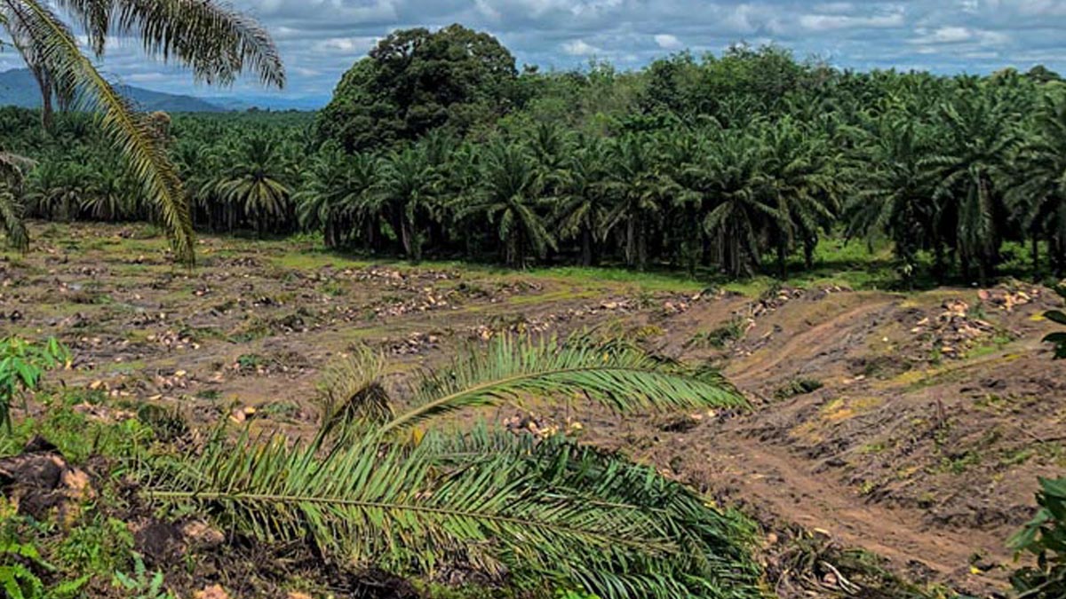 Palm Oil Magazine