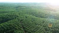 Teladan Prima Agro Sets IDR 258.93 Billion Interim Dividend, IDR 20 per Share Palm Oil Magazine