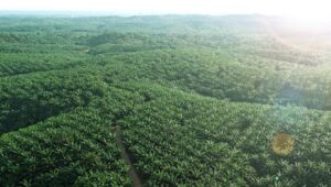 Palm Oil Magazine